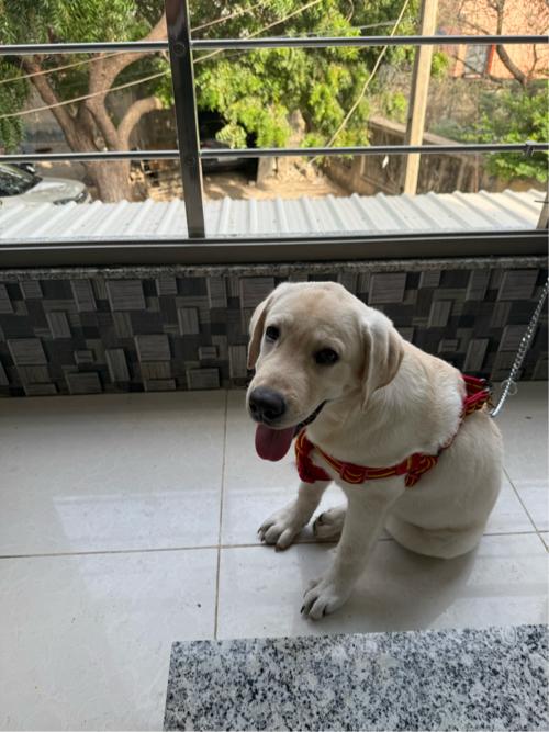 Labra