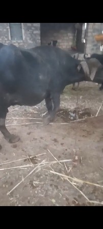 વહૅચવાની સ