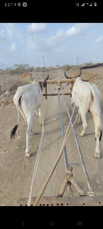 કીંમત 25 ફોન નંબર 9898977590
