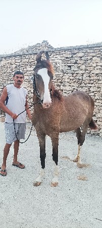 વછેરી છે  વેચવાની છે