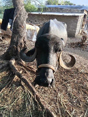 ભેંસ