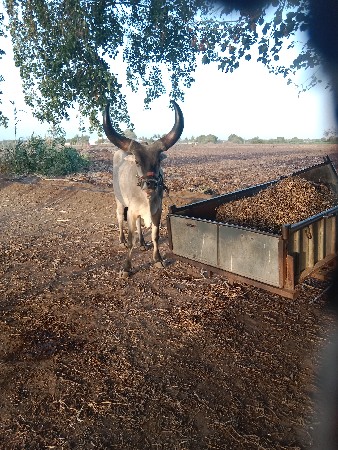 હાલવામાં પણ સારા છે