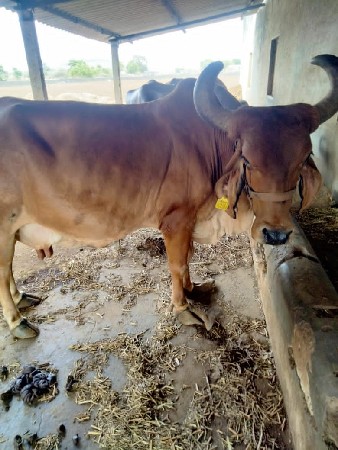 ગાય
