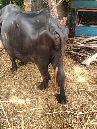 ભેંસ વેચવાની છે ત્રીજું વેધર સોજી