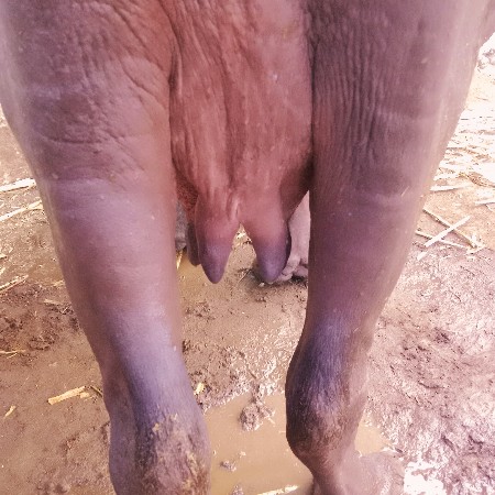 વેચવાનિચે