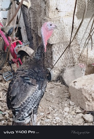 ટરકી.ની.જોડી