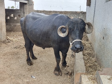 ભેંસ વેચવાની છે