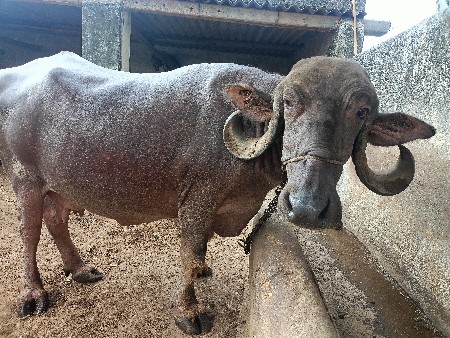 bhesa vechavani se