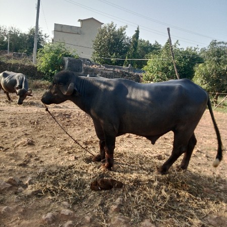 પાડો વેચવાનો છે