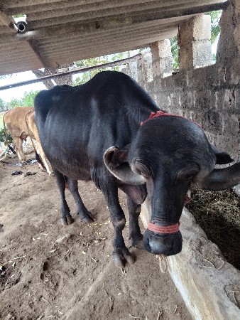 રામદે આહિર