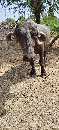 જાફરાબાદી ખડેલી