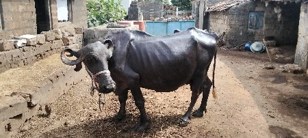 ત્રણ આચરી છે દુધ 3,3