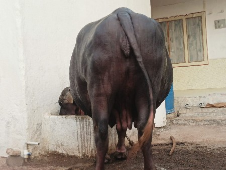 ભેસ વેચવા ની છે