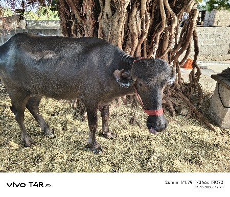 પાડી વેચવાની છે