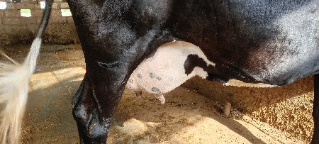 એચ એફ કોષ