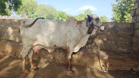 ગીર ગાય વેચવાની છે