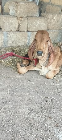 ગીર વાસળી આપવાની છે સુખમાં