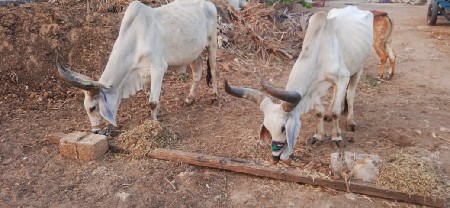 બળદ વેચવાના છે