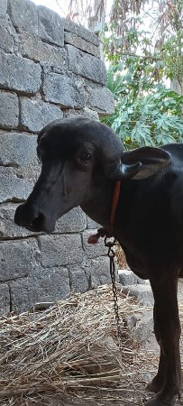જાફરાબાદી પાડી.