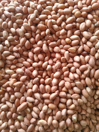 ગિરનાર 4 બિયારણ