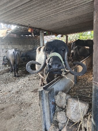 ભેંશ