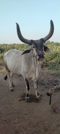 આની જોડનો બરધ લેવાનો છે જમણિયાર