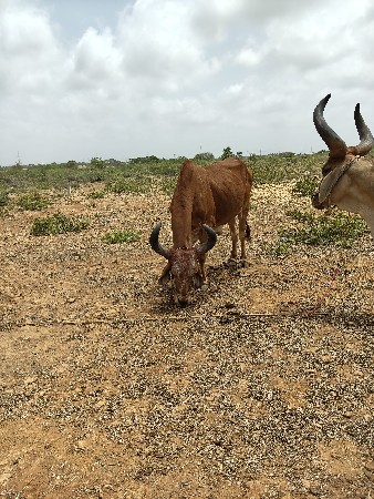 બળદ વેચવાના છે