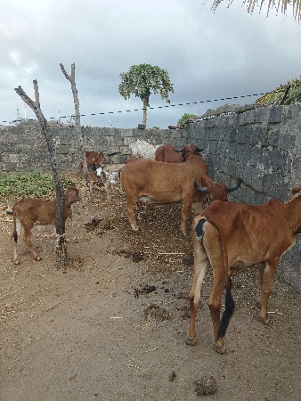 વેસવાની