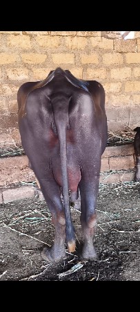 ભેંસ વેચવાની છે