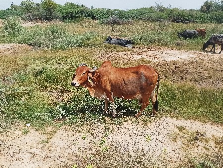 ગાય