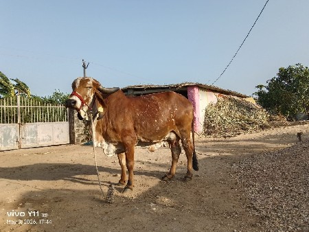 એશબ. ત્રીજું વેતર 8 લિટર દૂધ 20 દિવ