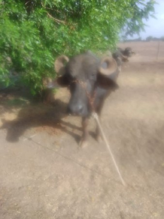 ભેંસ વેચવાની છે.
