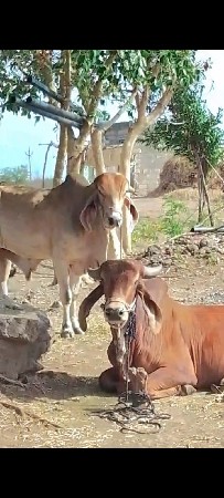 6દાતે