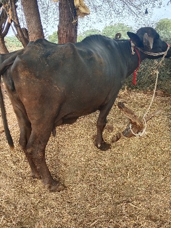ભેંસ વેચવાની છે