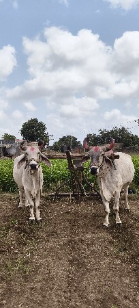 બરધ બેસવાના છે