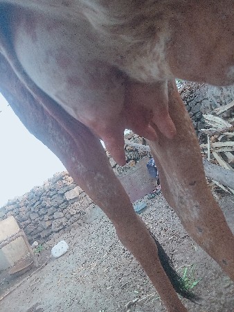 વેચવાની છે