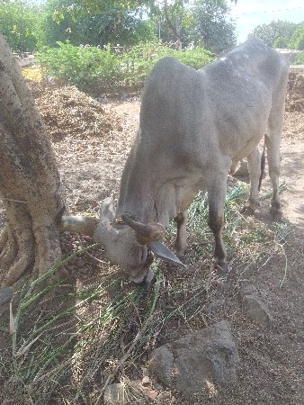 બળદ વેચવાના છે સાટા પણ ચાલે