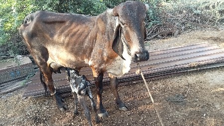 આ ગાય વેચવાની છે.
