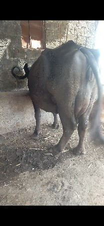 આ ભેસ વેચવાની છે