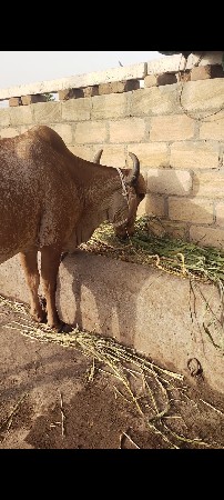 હોળકી કાબરી
