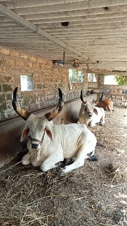 ઘોધલાવેશવાનાસે  .  બીજી  .   ધર