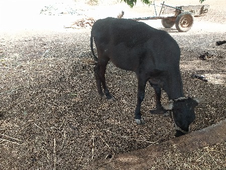 વેચવાની છે