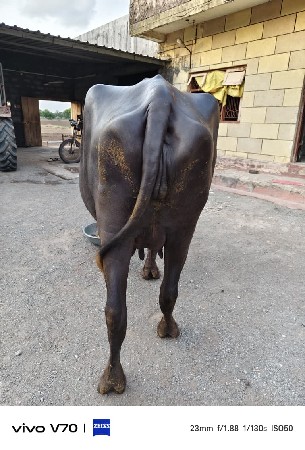 ભેસ વેસવાની  સે