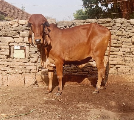ઑરીજનલ ગીર વાછડી છે