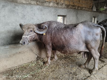 ભેંસ વેચવાની છે.