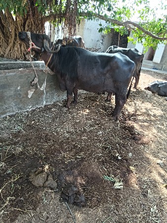 ભેંસ વેચવાની છે