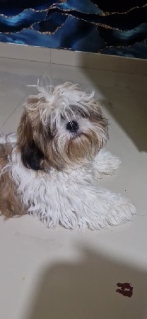 dog