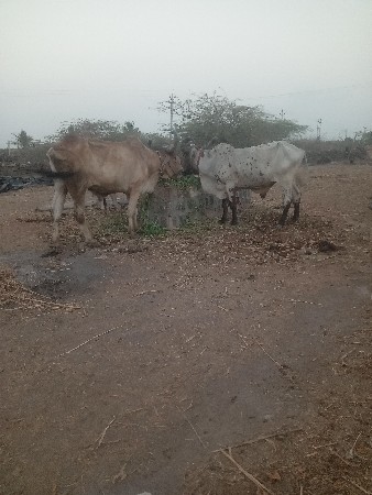 બળદ વેચવાના છે