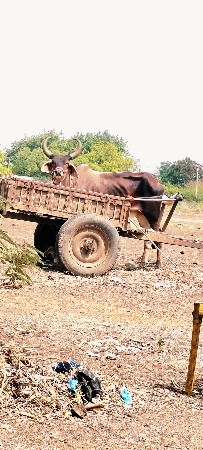 દેવીપુજક લે વેચ