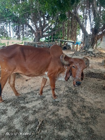બળદ વેચવાના છે
